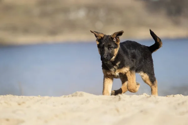 Aktiver Schäferhund Auf Spaziergang — Stockfoto