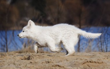 etkin köpek doğurmak beyaz swiss çoban çalıştıran