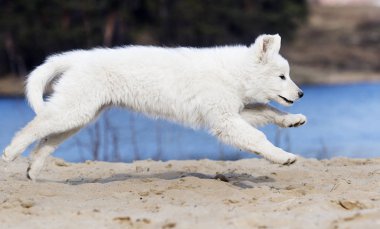 etkin köpek doğurmak beyaz swiss çoban çalıştıran