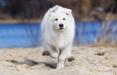 etkin köpek doğurmak beyaz swiss çoban çalıştıran
