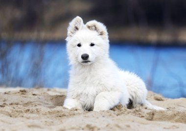 Beyaz swiss çoban köpek sahilde