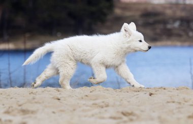 etkin beyaz swiss köpek yavrusu sahilde çoban