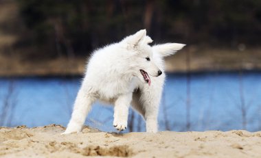 etkin beyaz swiss köpek yavrusu sahilde çoban