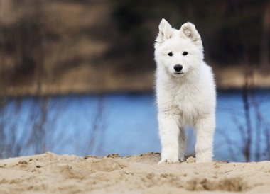 etkin beyaz swiss köpek yavrusu sahilde çoban