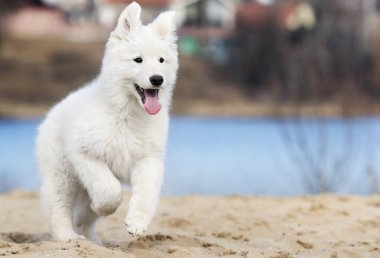 etkin beyaz swiss köpek yavrusu sahilde çoban