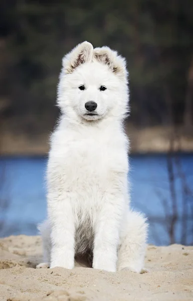 Active puppy of white swiss shepherd — Stock Photo, Image