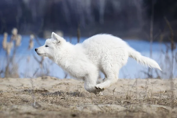 Cucciolo attivo di pastore svizzero bianco — Foto Stock