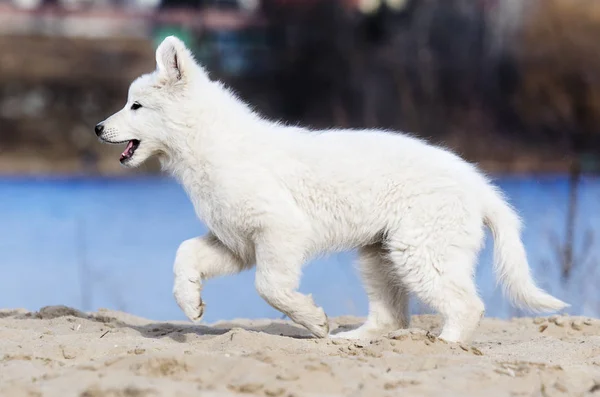 Cachorro activo raza corriendo pastor suizo blanco — Foto de Stock