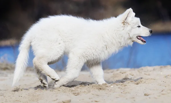 Chiot actif race en cours d'exécution berger suisse blanc — Photo