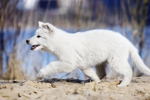 Cucciolo attivo corsa razza bianco pastore svizzero — Foto Stock