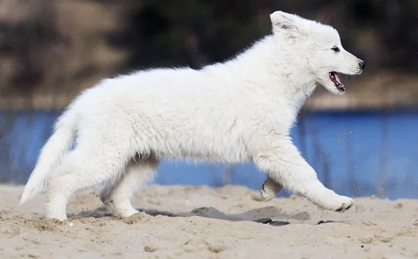 Cachorro activo raza corriendo pastor suizo blanco — Foto de Stock