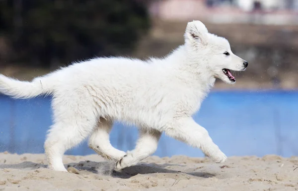 Etkin köpek doğurmak beyaz swiss çoban çalıştıran — Stok fotoğraf