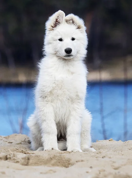 Cachorro pastor suíço branco na praia — Fotografia de Stock