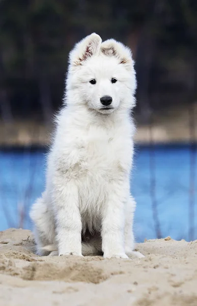 ビーチでホワイト スイス シェパードの子犬 — ストック写真