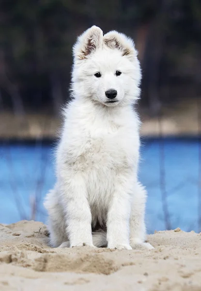 Köpek sahilde — Stok fotoğraf