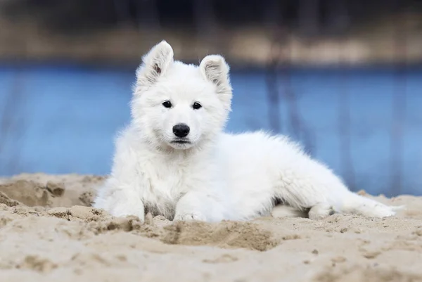 Bianco svizzero pastore cucciolo sulla spiaggia — Foto Stock