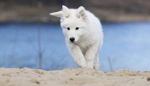 Actieve witte Zwitserse herder puppy op het strand — Stockfoto