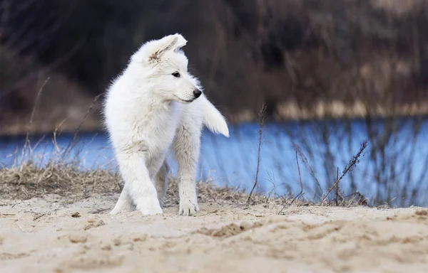 Cachorro pastor suíço branco ativo na praia — Fotografia de Stock