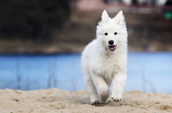 Aktív fehér svájci Pásztor kiskutya a strandon — Stock Fotó