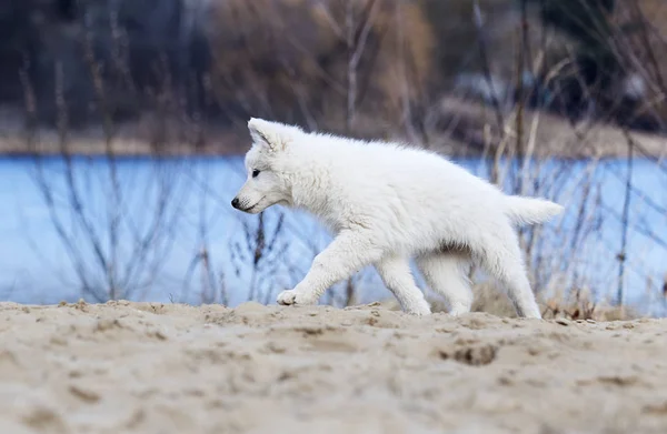 ビーチでアクティブ ホワイト スイス羊飼いの子犬 — ストック写真