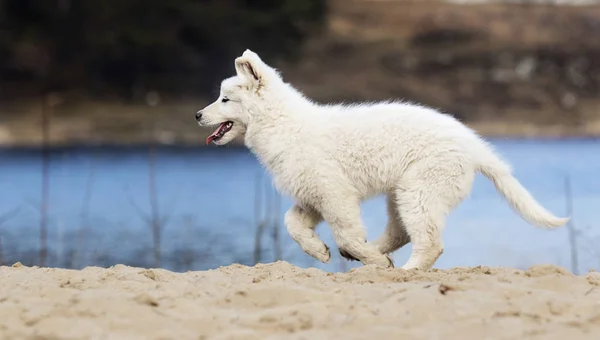 Активный белый швейцарский щенок-пастух на пляже — стоковое фото