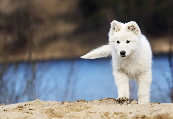 Etkin beyaz swiss köpek yavrusu sahilde çoban — Stok fotoğraf