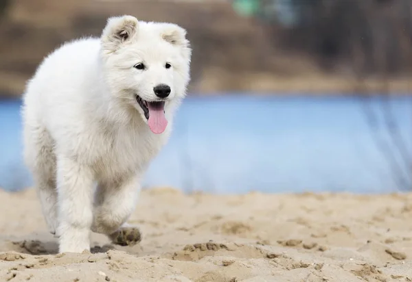 Cachorro pastor suíço branco ativo na praia — Fotografia de Stock