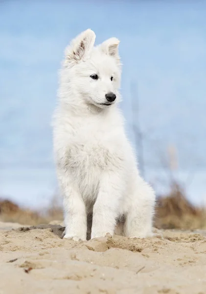 Cachorro pastor suíço branco na praia — Fotografia de Stock