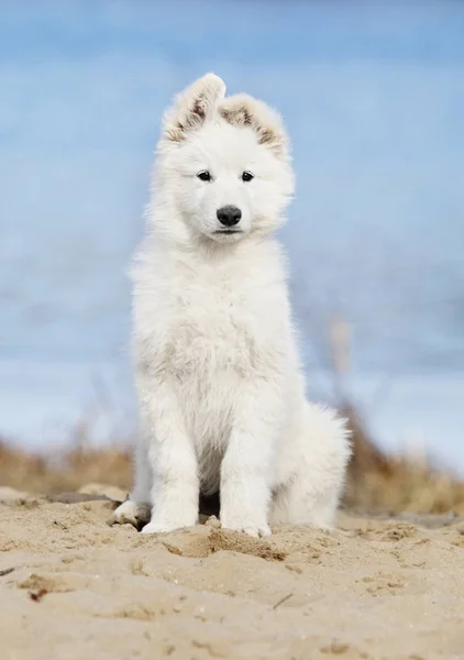 Owczarek szwajcarski biały puppy na plaży — Zdjęcie stockowe