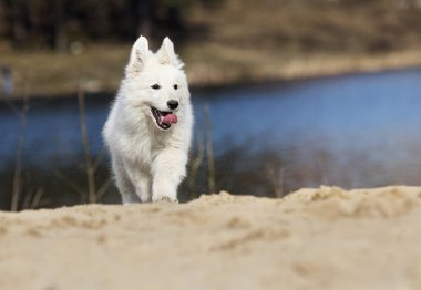 etkin beyaz swiss köpek yavrusu sahilde çoban