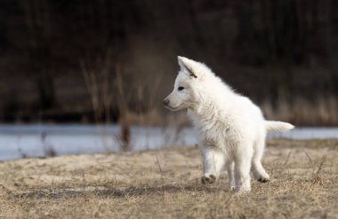 etkin köpek doğurmak beyaz swiss çoban çalıştıran