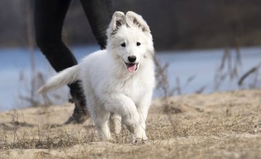 etkin beyaz swiss köpek yavrusu sahilde çoban