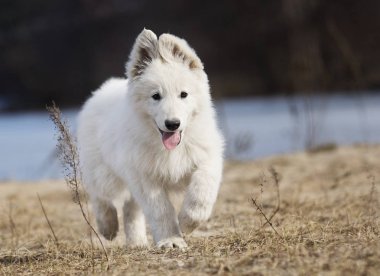 etkin köpek doğurmak beyaz swiss çoban çalıştıran