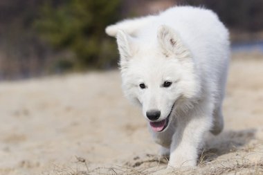 etkin köpek doğurmak beyaz swiss çoban çalıştıran
