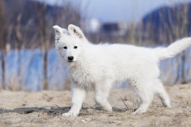 etkin köpek doğurmak beyaz swiss çoban çalıştıran