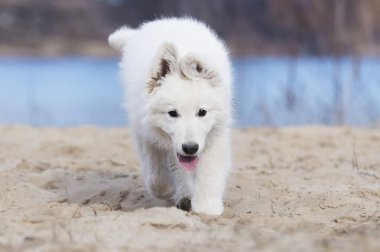 etkin beyaz swiss köpek yavrusu sahilde çoban
