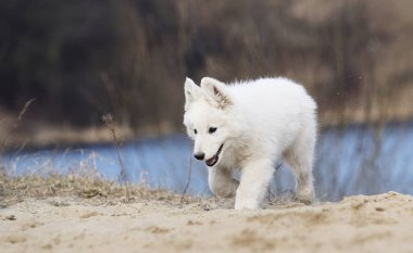etkin köpek doğurmak beyaz swiss çoban çalıştıran