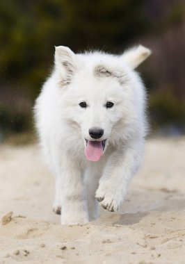 etkin beyaz swiss köpek yavrusu sahilde çoban