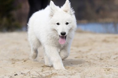 etkin beyaz swiss köpek yavrusu sahilde çoban