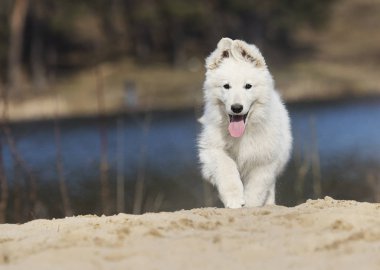 etkin beyaz swiss köpek yavrusu sahilde çoban