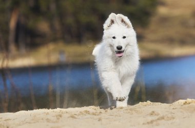 etkin beyaz swiss köpek yavrusu sahilde çoban