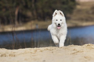 etkin beyaz swiss köpek yavrusu sahilde çoban
