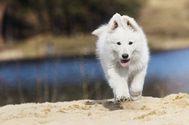 etkin beyaz swiss köpek yavrusu sahilde çoban