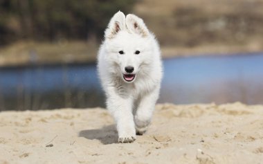 çalışan active köpek yavrusu 