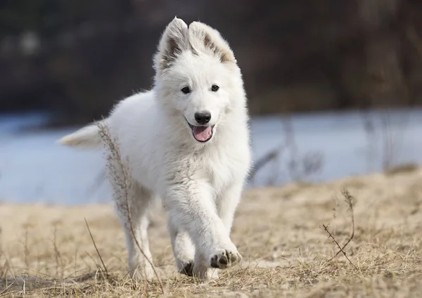 Cachorro ativo correndo raça pastor suíço branco — Fotografia de Stock