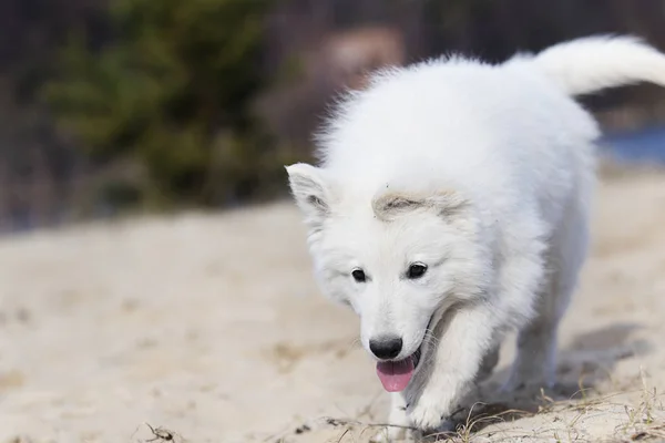 Etkin köpek doğurmak beyaz swiss çoban çalıştıran — Stok fotoğraf