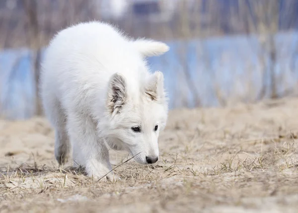 Active puppy running breed white swiss shepherd — Stock Photo, Image