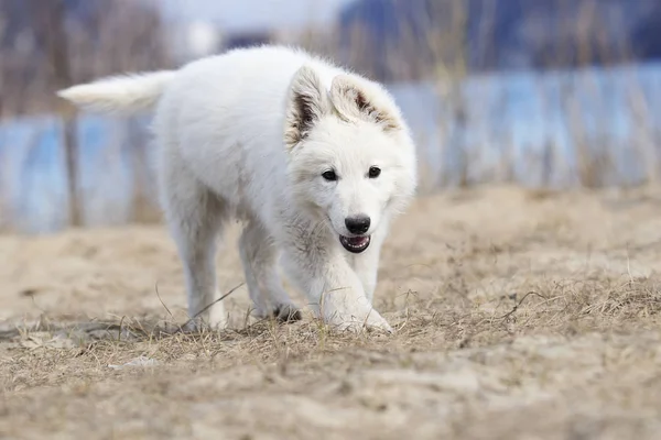 Cucciolo attivo corsa razza bianco pastore svizzero — Foto Stock