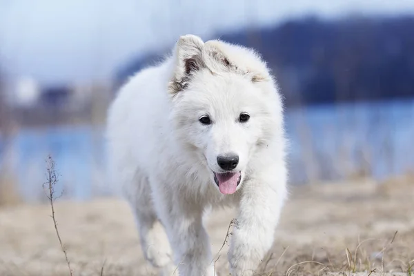 Cachorro activo raza corriendo pastor suizo blanco — Foto de Stock