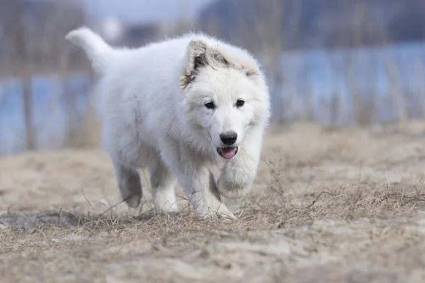 Активний цуценя біжить порода білосніжної вівчарки — стокове фото